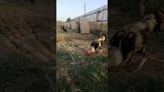 Aseel Shamo Roosters aseel shamo ayam chicken birds