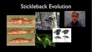 Stickleback Evolution