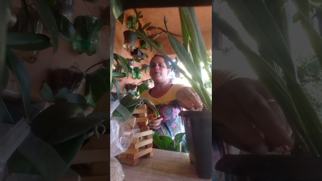 cultivo de orquídeas na pedra brita(Benefícios do cultivo)