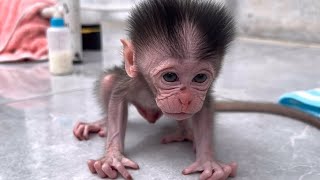 Baby monkey sampson throws a tantrum when he first walks on the floor😀