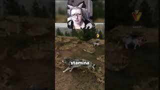 The Alpha is Angry