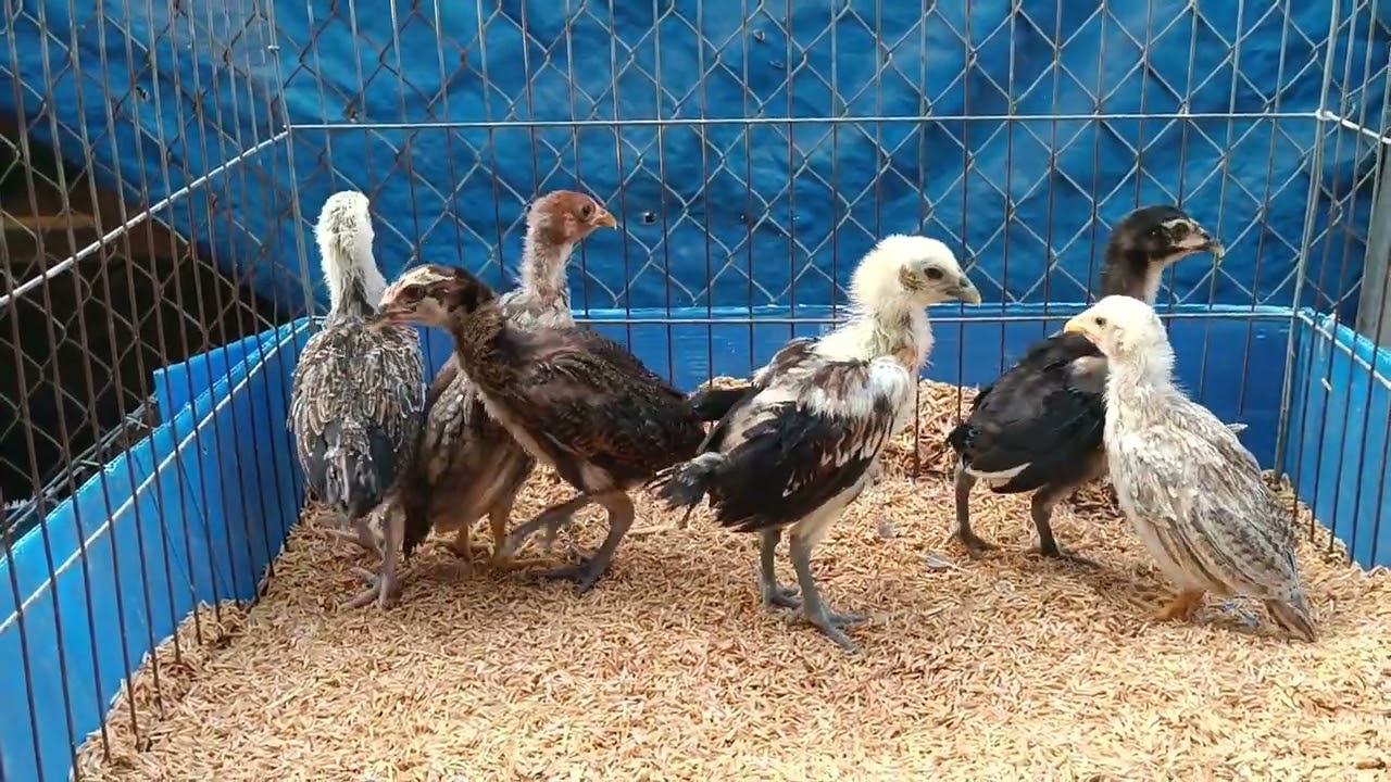 Tốc độ bươi chà @985733353