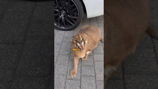 Iconic lynx hiss  Bulldog's reaction to a big cat #lynx #bulldog #animals #cat