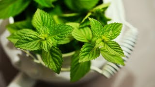 How to Make Homemade Mint Extract | DIY Mint Essential Oil Extraction