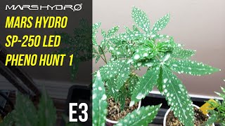 Mars Hydro SP 250 LED Pheno Hunt 1 - E3