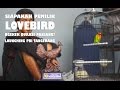 Brandy Watch Siapakah Pemilik Lovebird Ngekek Durasi Panjang Di Launching Pbi Tangerang Mp3 - Mp4 Download