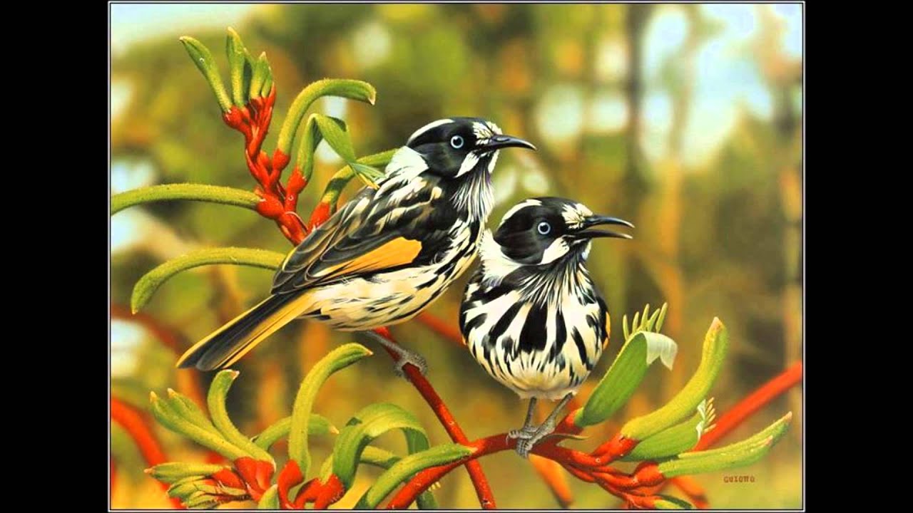 DERLEME SEÇKİN BÜLBÜL NAĞMELERİ..NURİ YILMAZ..BALABAN.