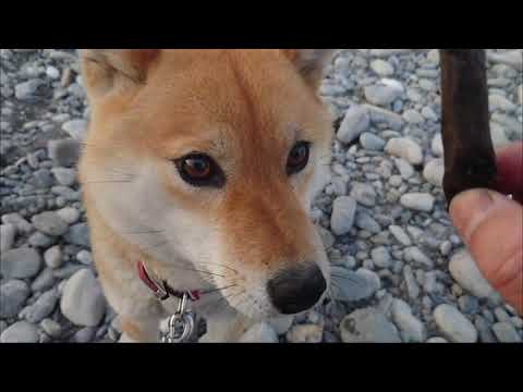 柴犬 多摩川散策 ジャンプ力 Youtube 柴犬 多摩川散策 ジャンプ力 Youtube