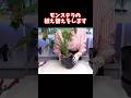 【観葉植物】失敗しないモンステラの植え替えのコツ #068 #shorts #観葉植物