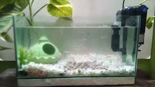 My Guppy Fish Tank