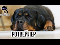 ✔ Ротвейлер - большой серьёзный пёс, требующий воспитания и дрессировки