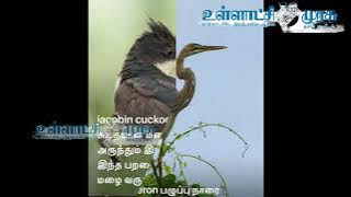 அக்ரஹார சாமகுளம் ஏரியில் நாங்கள் அடையாளம் கண்ட சில பறவைகள்