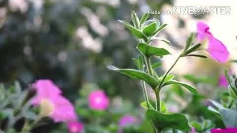 تلاوة نادرة / للقارئ "حسام ابو عماد بدران"