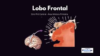 Lobo Frontal - Córtex Motor e Área Pré Frontal