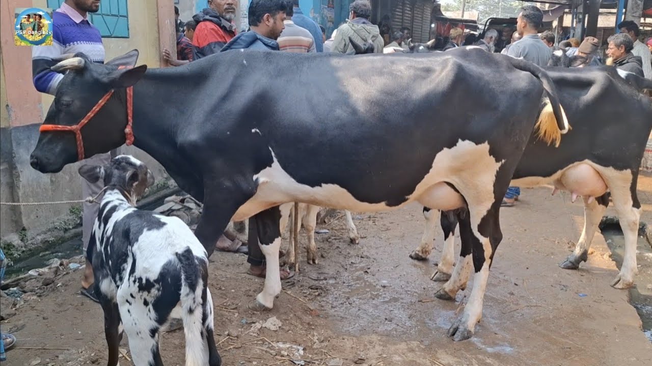 @ আজ ২৯/১/২০২৬|| কাহারোল হাটে উন্নত জাতের দুধের গাভী বাছুর সহ দাম||