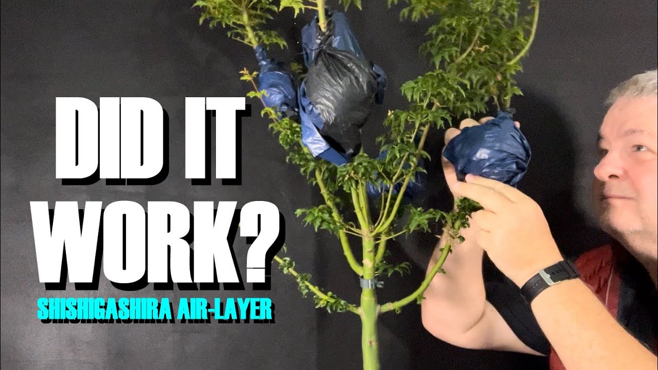 Shishigashira Air-Layer Success? (Did it work?)
