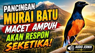 Pancingan Murai Batu Ampuh Meningkatkan Emosi Lawan | Murai Gacor Pancingan Untuk Bahan 