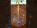 How a Chili Plant Feeds Its Fruit 🌶️ | Nutrient Flow Explained (Infographic) #legumes #antagonism