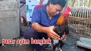 Jago Bangkok Pasar Ayam Ketanggungan Brebes Jawa Tengah