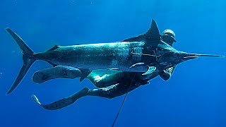 видео: Лучшие 45 минут подводной охоты в истории.. картинка: Лучшие 45 минут подводной охоты в истории..