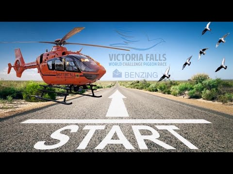 Helikopterle Güvercin Takibi Victoria Falls Ortak Kümes Posta Güvercin Yarışı