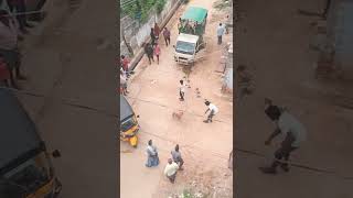 Street dogs catching village