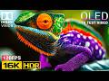 Cinematic Nature OLED HDR Test 16K | Dolby Vision 120fps (8K/4K Video TV)