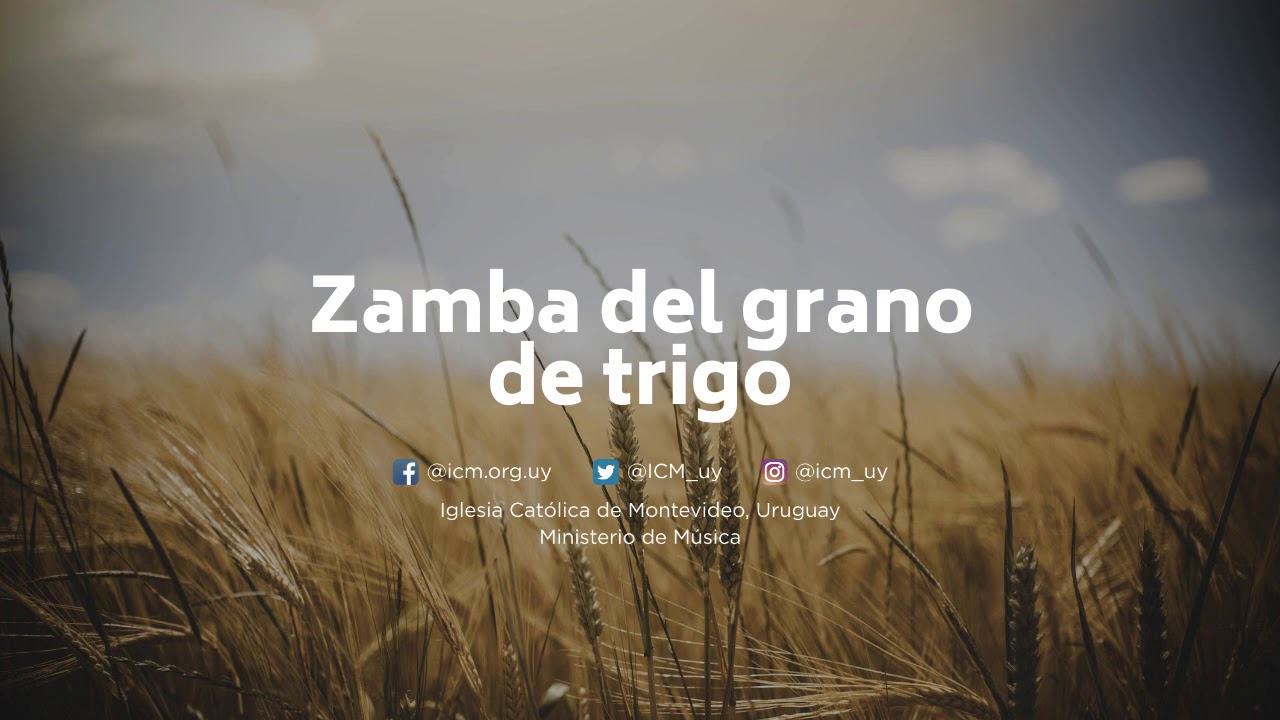 Zamba del grano de trigo
