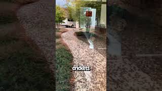 Millions of Crickets invade Nevada