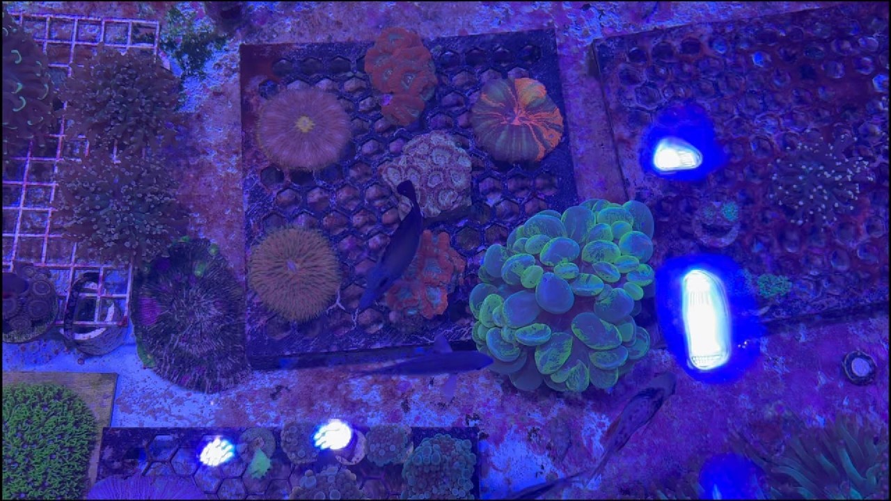 Microfish Room Overview of My Fish Room - YouTube