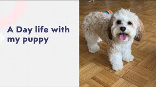 A day life with my puppy | Tiger the Cavachon
