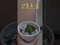 세나&난봉두 금