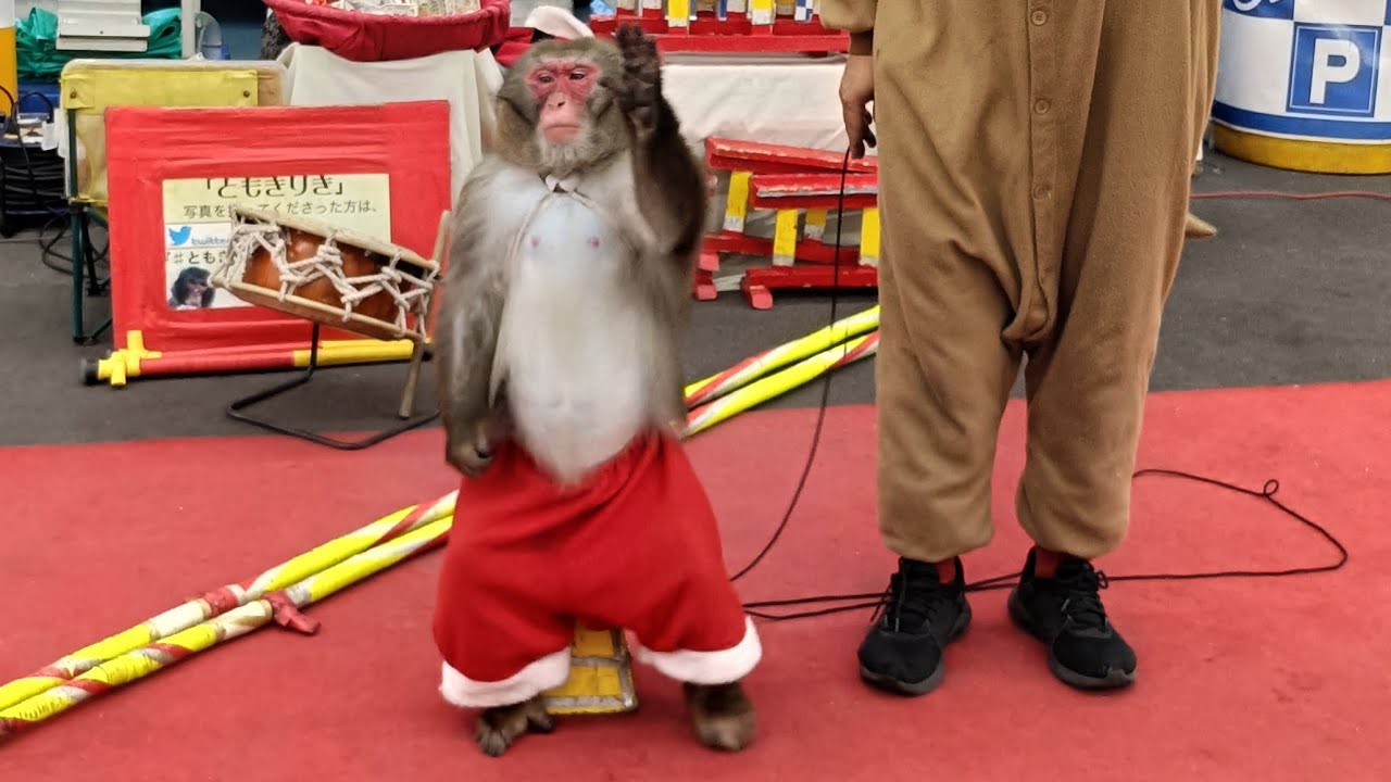 猿まわし  リキくん