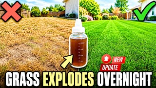 The “Forbidden” Homemade Lawn Fertilizer That Makes Grass EXPLODE Overnight