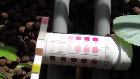 Nitrate Check For Aquaponic System