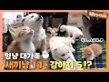 [TV 동물농장 레전드]  새끼냥 11마리 + 강아지 5마리!? 멍냥 대가족! 풀버전 다시 보기 I TV동물농장 (Animal Farm) | SBS Story