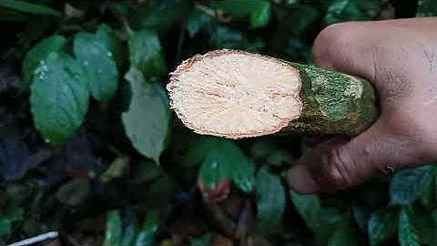 Ba Anh Em Tiều Phu Trong Rừng Thiêng Nước Độc