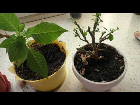 Как обрезать пуансеттию