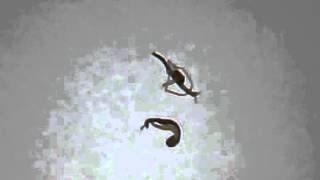 Stick Insects Hatching