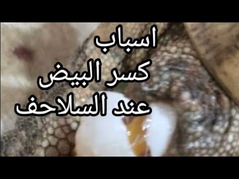 ليه السلحفاه لما بتبيض البيضه بتنزل مكسوره