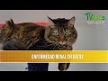 Enfermedad Renal en Gatos- TvAgro por Juan Gonzalo Angel Restrepo