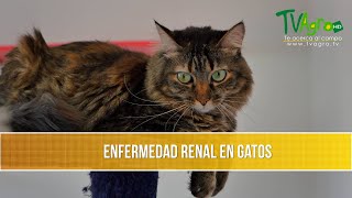 Enfermedad Renal en Gatos TvAgro por Juan Gonzalo Angel Restrepo