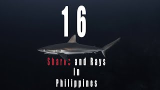16 Sharks and rays that you can find in Philippines