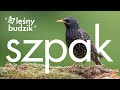 Leśny Budzik - Szpak