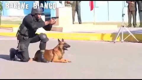 Che razza sono i cani della Polizia?