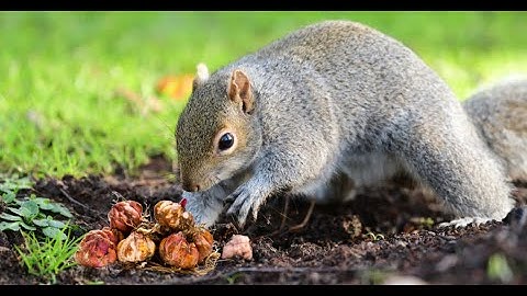 How to Keep Squirrels From Digging Up Flower Bulbs