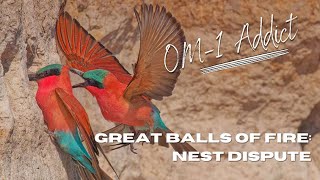 OM1 Addict - Great Balls Of Fire: Nest Dispute