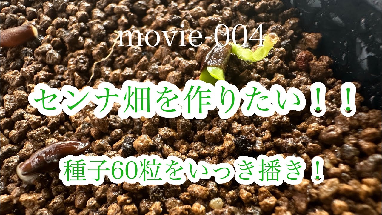 【塊根植物/アガベ/灌木/初心者】#004  誰でもできるセンナの実生！センナ畑をつくるってばよ！