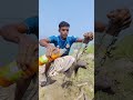 Fishing with Catfish Bite with mango juice #fish #fishing