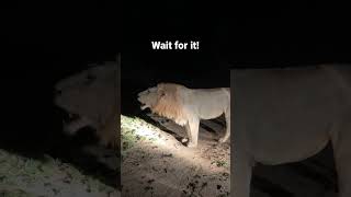 Lion sounds in the night #lion  #shortvideo #shorts #roar